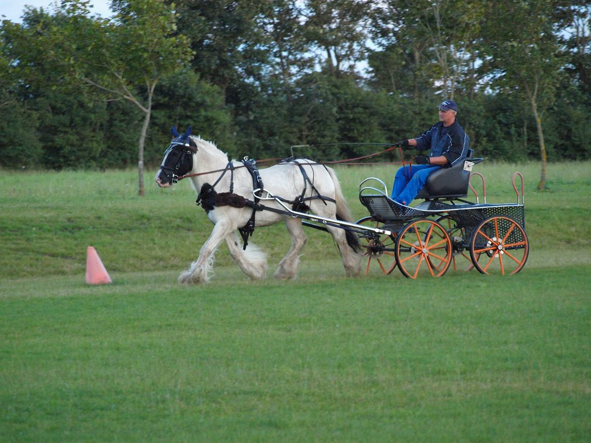 Irish Cob Beer's Paddy billede 19