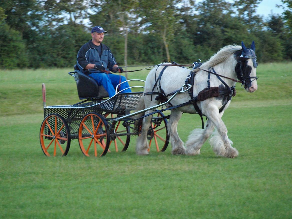 Irish Cob Beer's Paddy billede 20