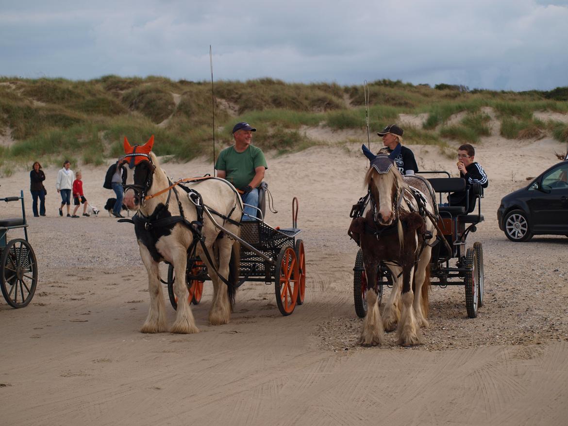 Irish Cob Beer's Paddy billede 21