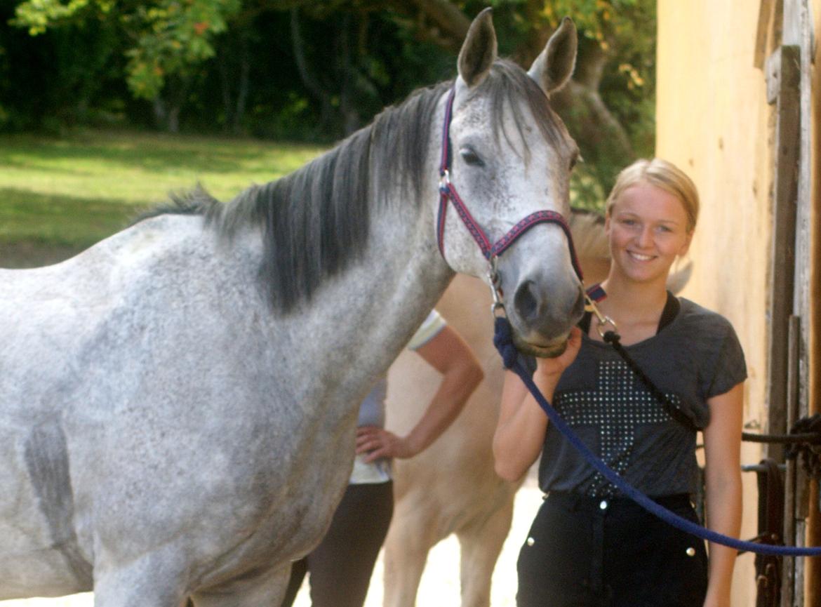 Anglo Araber (AA) Hedevangs Galilea - August 2013 - søde Galle. Foto: Natascha Jensen billede 4