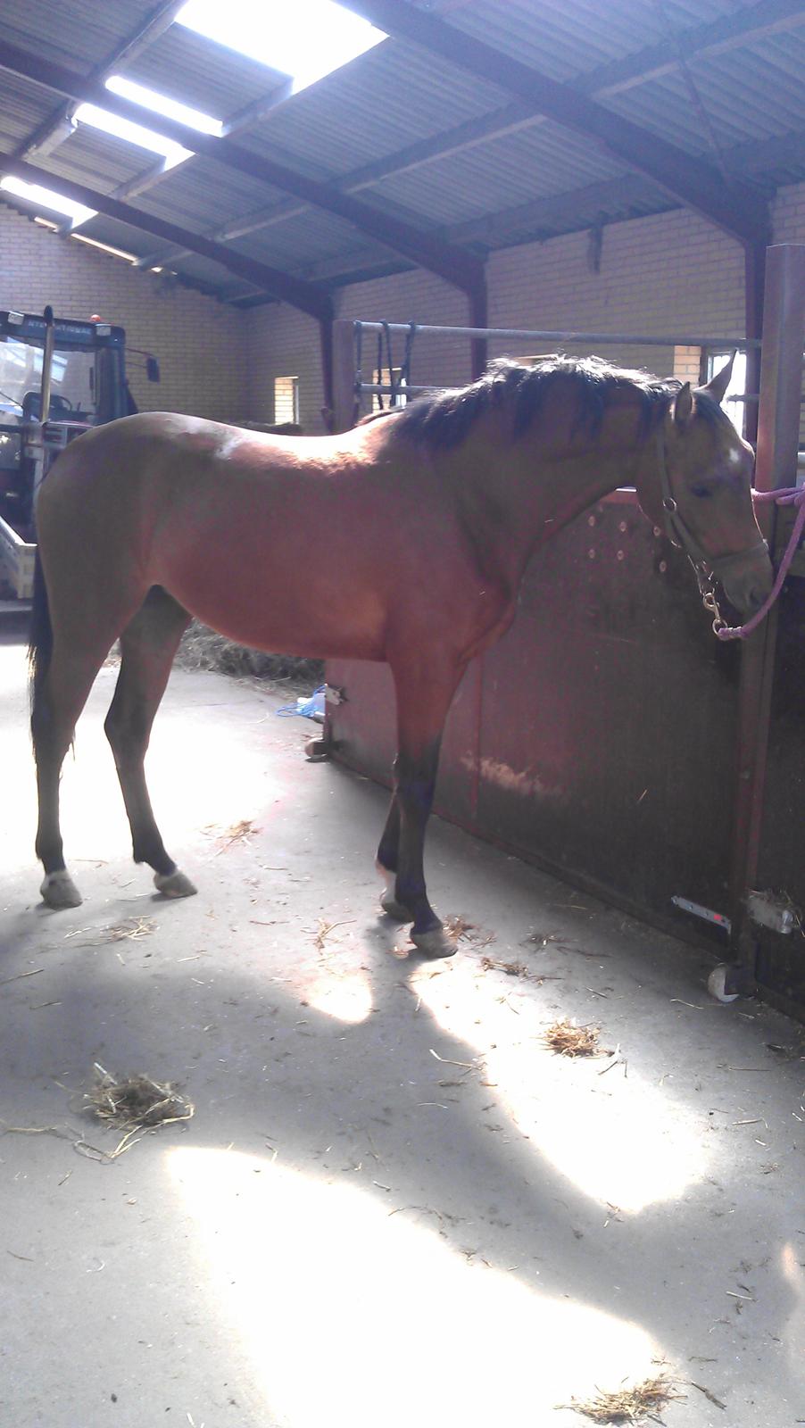 Dansk Varmblod Feldborgs Shanti billede 10