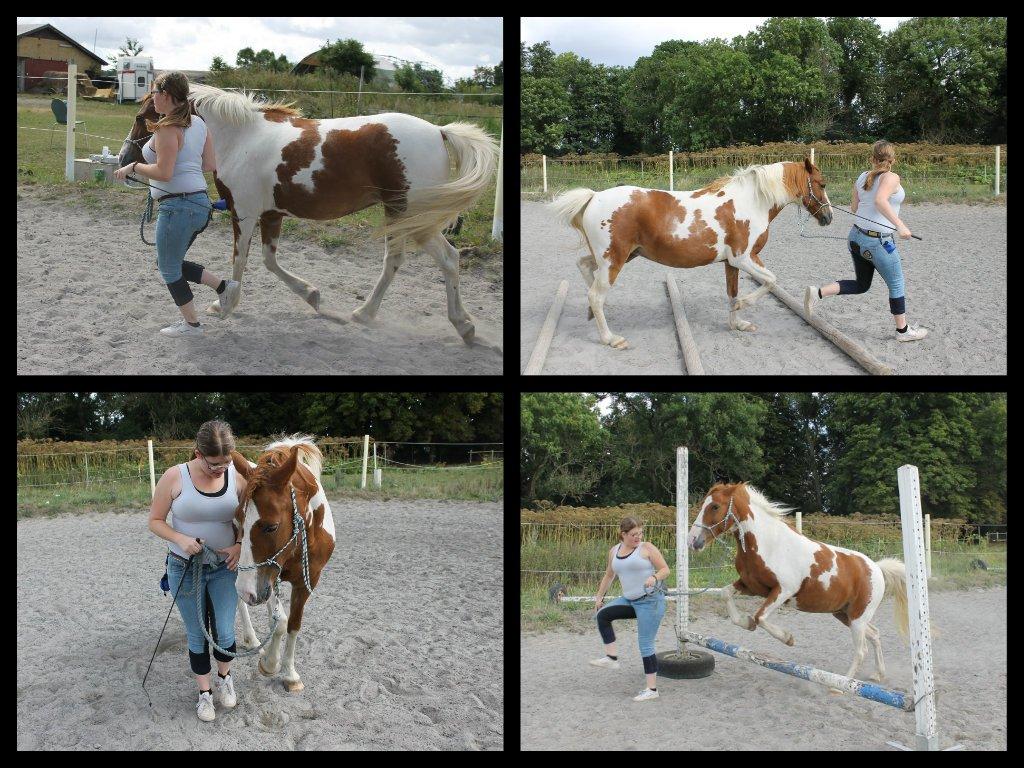 Anden særlig race Dixie - Jordtræning med den skønne pony. She knows when you're comfortable . She knows when you're confident . And she always knows when you have carrots:D billede 19