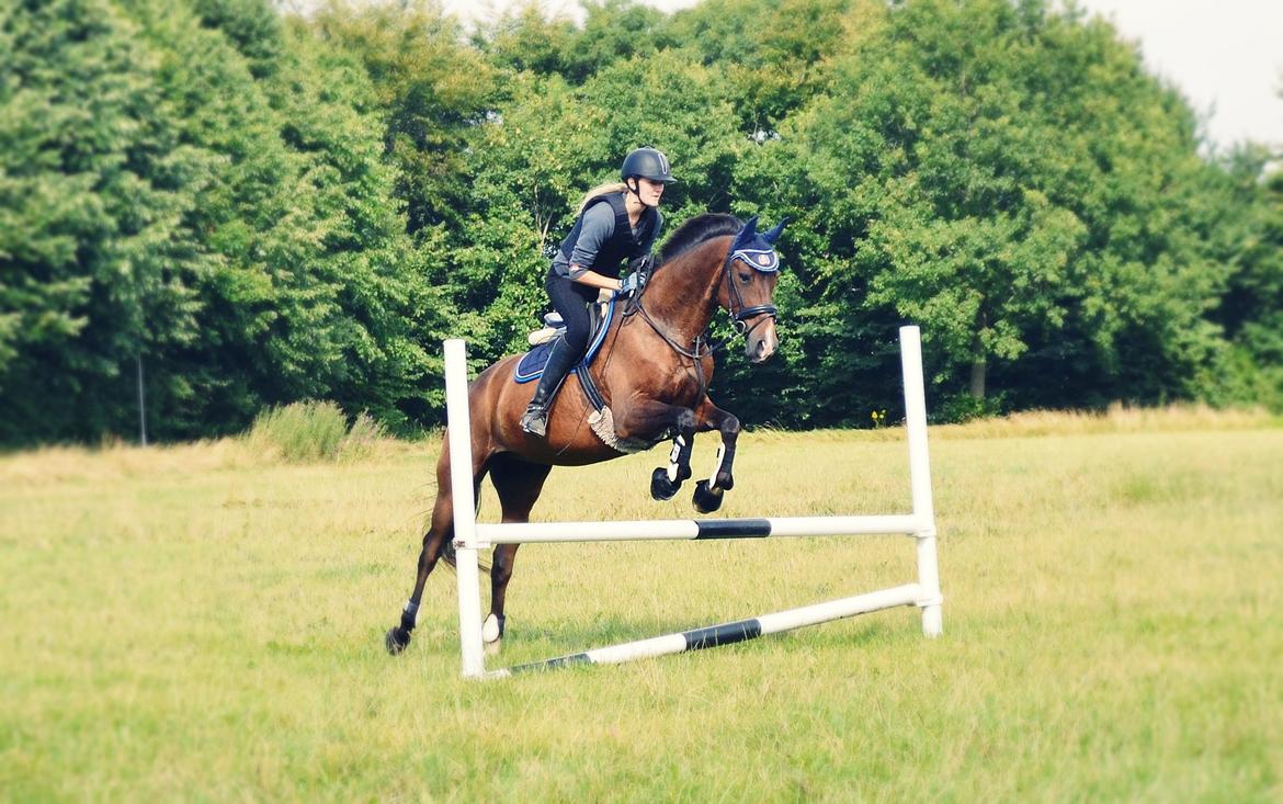 Fuldblod (XX) Fly - Min prins<3 billede 8