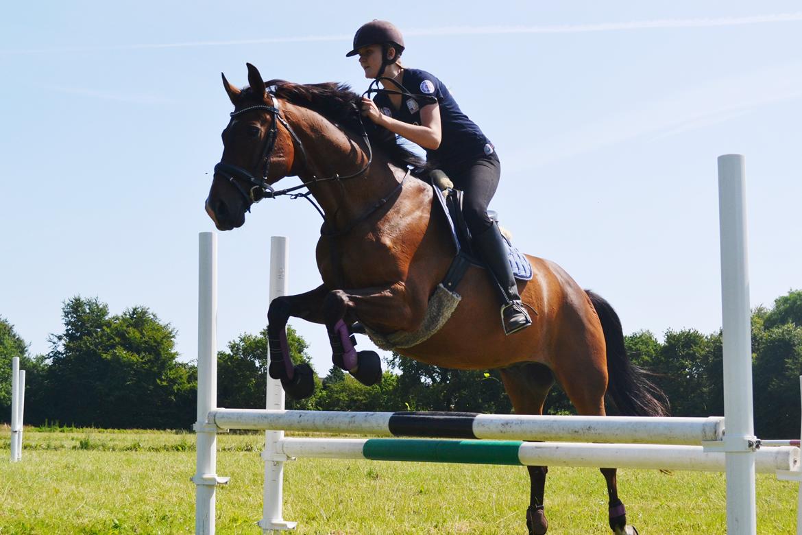 Fuldblod (XX) Fly - Min prins<3 billede 6