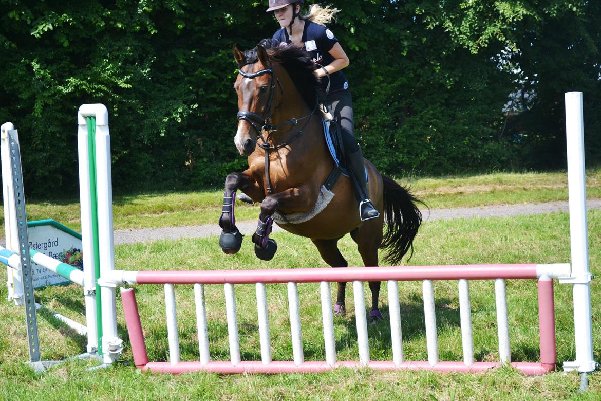 Fuldblod (XX) Fly - Min prins<3 billede 9