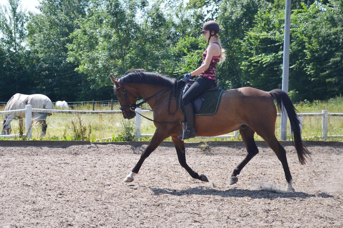 Fuldblod (XX) Fly - Min prins<3 billede 11