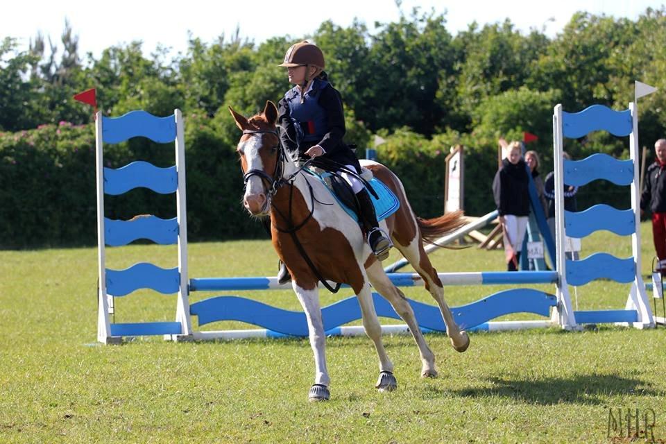 Pinto Indurain Delight - Den Brogede Skønhed - Stjernen Til Hans Første Stævne billede 27