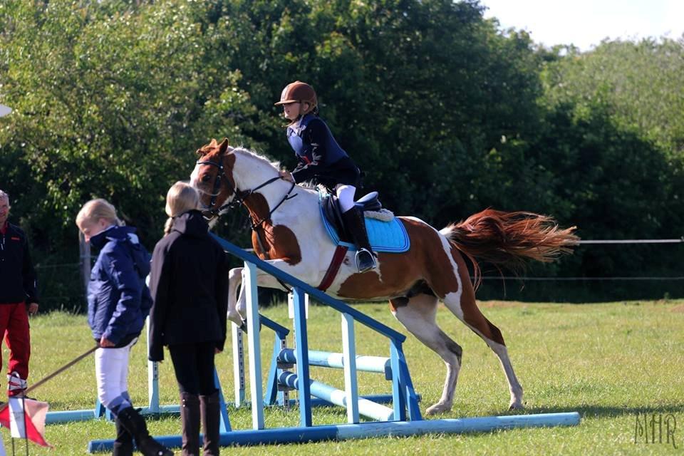 Pinto Indurain Delight - Den Brogede Skønhed - Stjernen billede 28