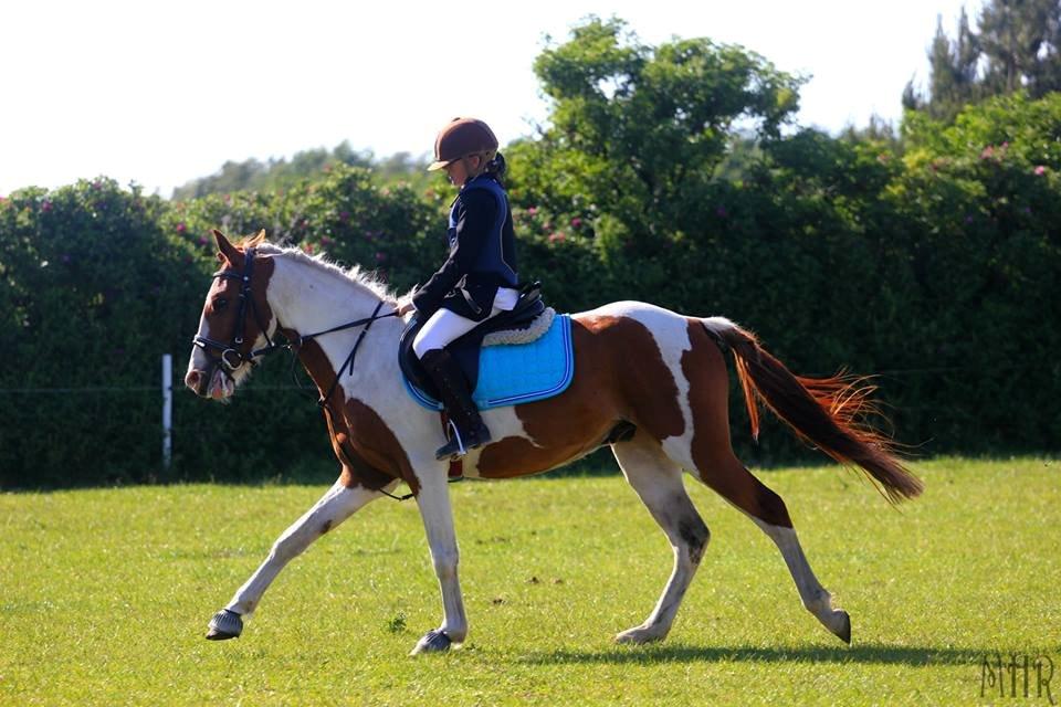 Pinto Indurain Delight - Den Brogede Skønhed - Stjernen billede 24