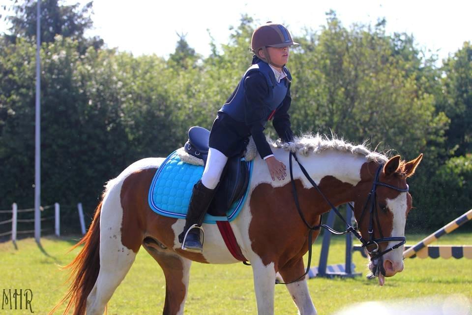 Pinto Indurain Delight - Den Brogede Skønhed - Stjernen billede 23