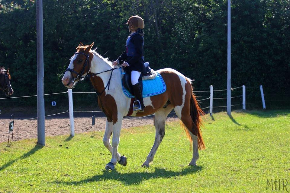 Pinto Indurain Delight - Den Brogede Skønhed - Stjernen billede 22