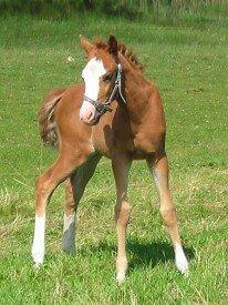 DSP Brandzöed Zoya Bredager - Lille Zoya 1 måned gammel billede 4