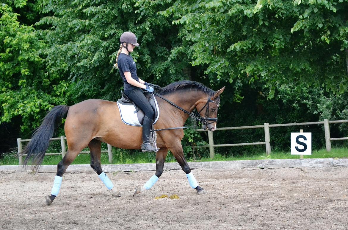 Fuldblod (XX) Fly - Min prins<3 billede 12