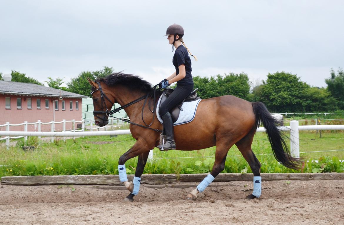 Fuldblod (XX) Fly - Min prins<3 billede 13