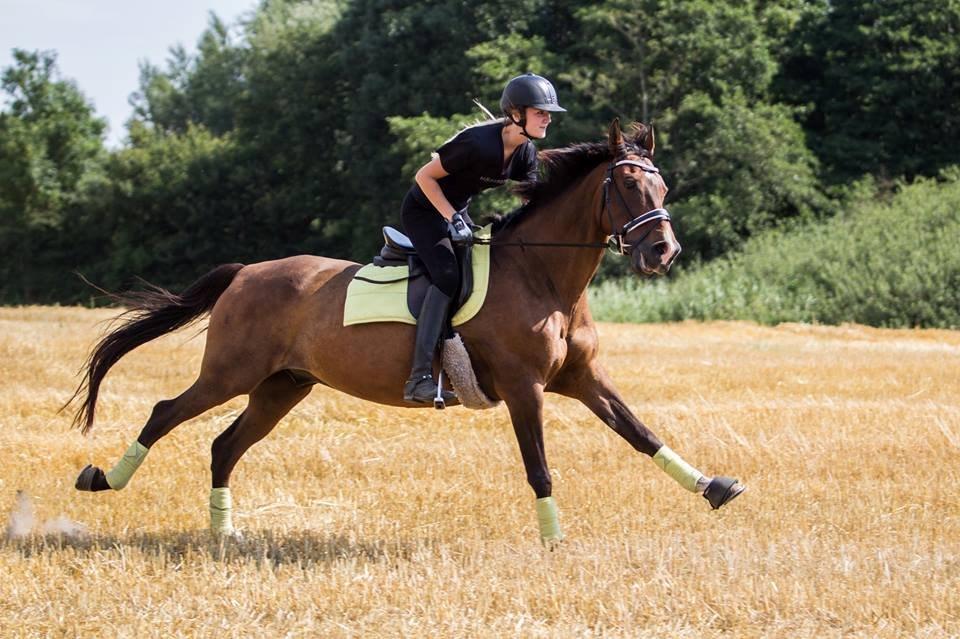 Fuldblod (XX) Fly - Min prins<3 billede 14