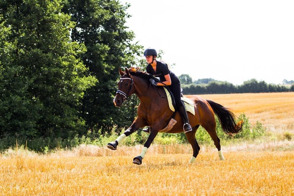 Fuldblod (XX) Fly - Min prins<3 billede 1