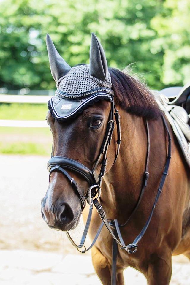 Fuldblod (XX) Fly - Min prins<3 billede 15