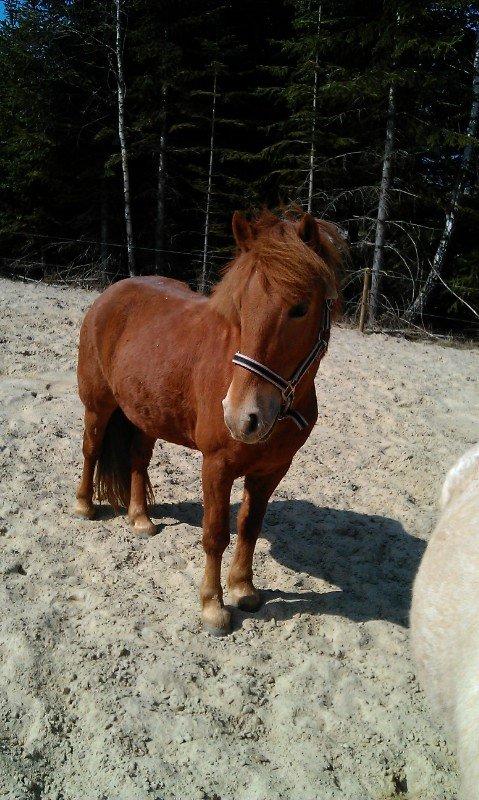Anden særlig race Rosa - April 2013 billede 22