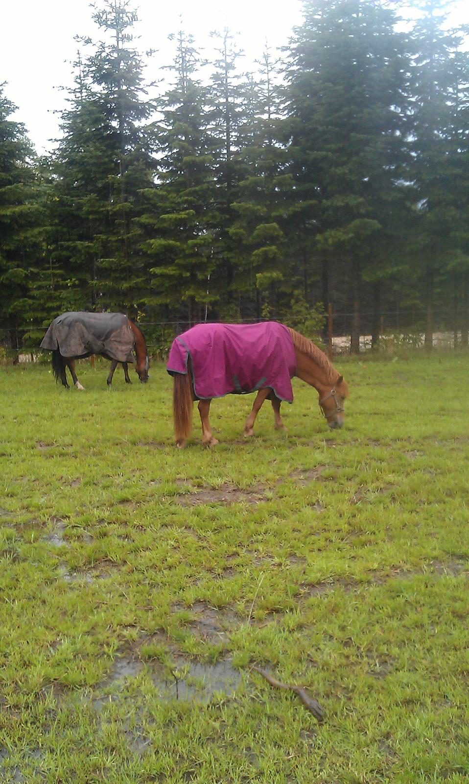 Anden særlig race Rosa - Juli 2012 billede 18