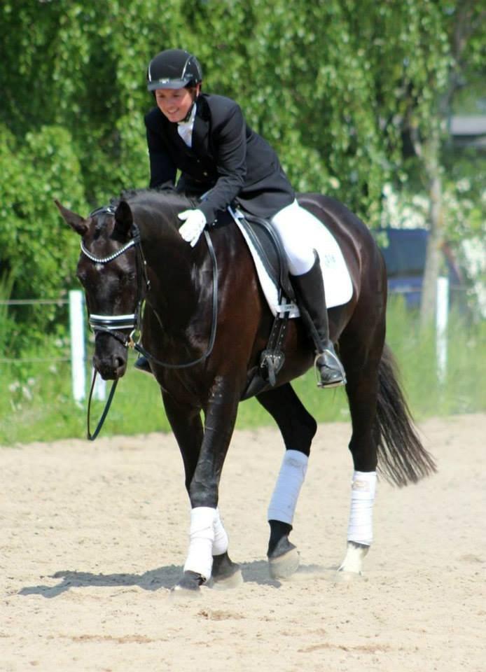 Dansk Varmblod Safir billede 18