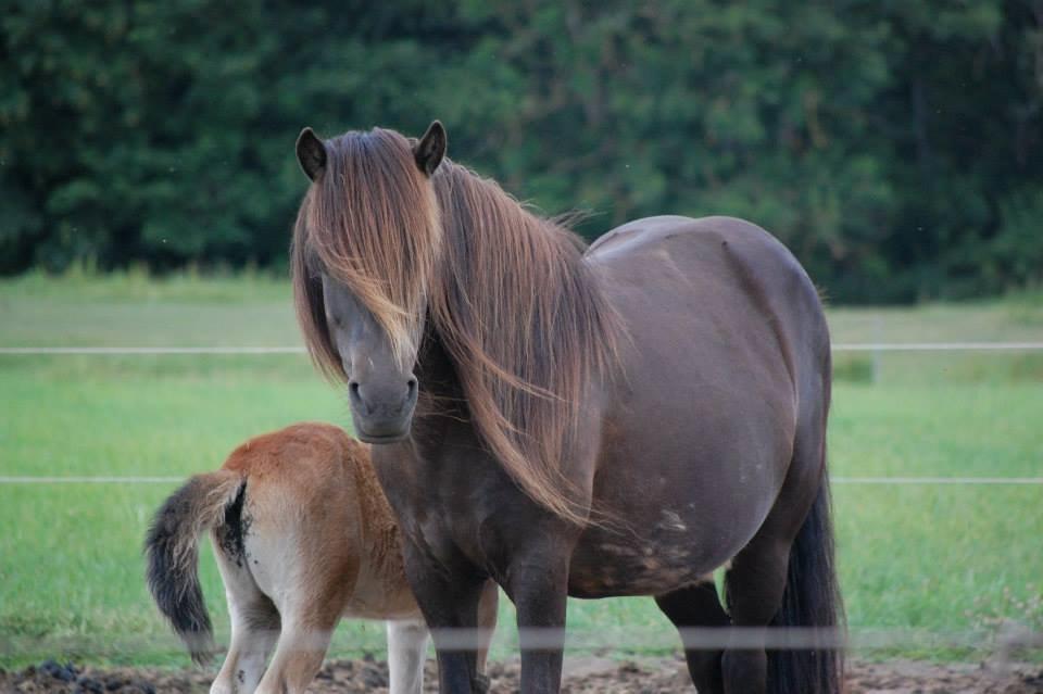 Islænder Vaka fra Stårup billede 4