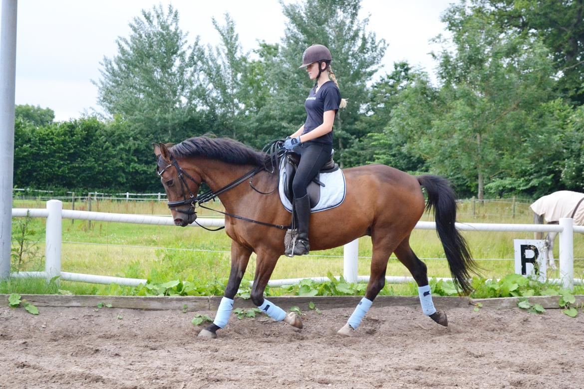 Fuldblod (XX) Fly - Min prins<3 billede 17