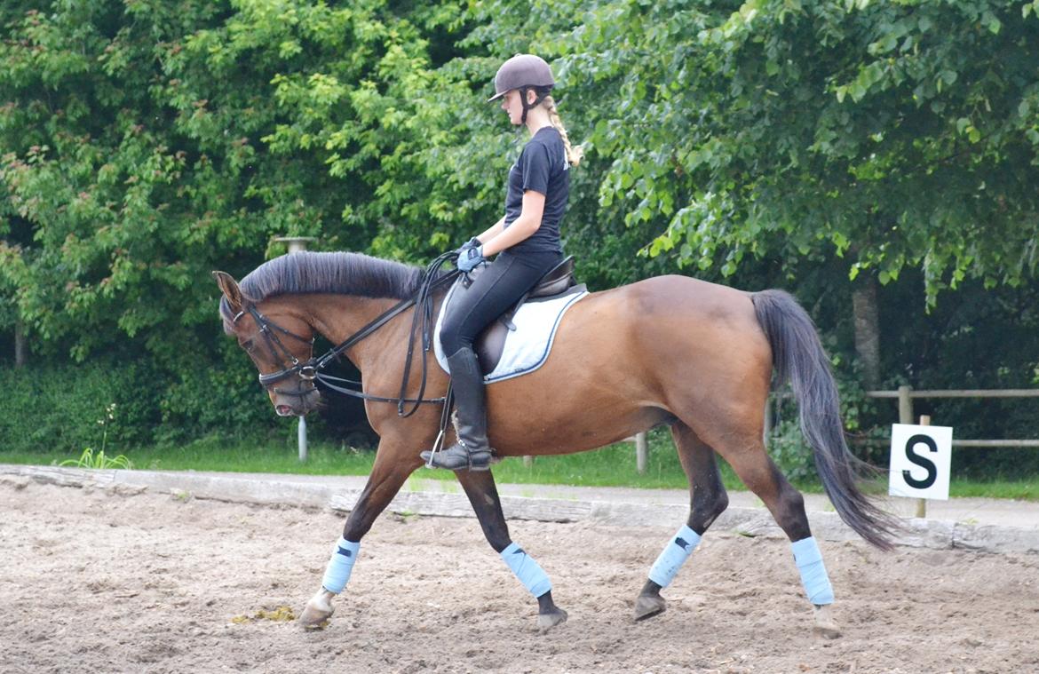 Fuldblod (XX) Fly - Min prins<3 billede 18