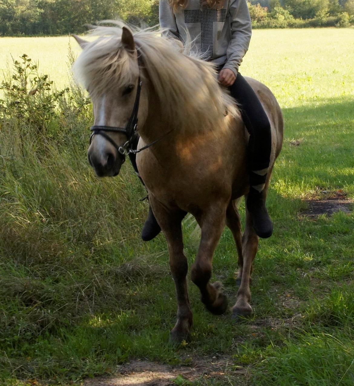 Islænder Lysingur fra Nr. Tang billede 11