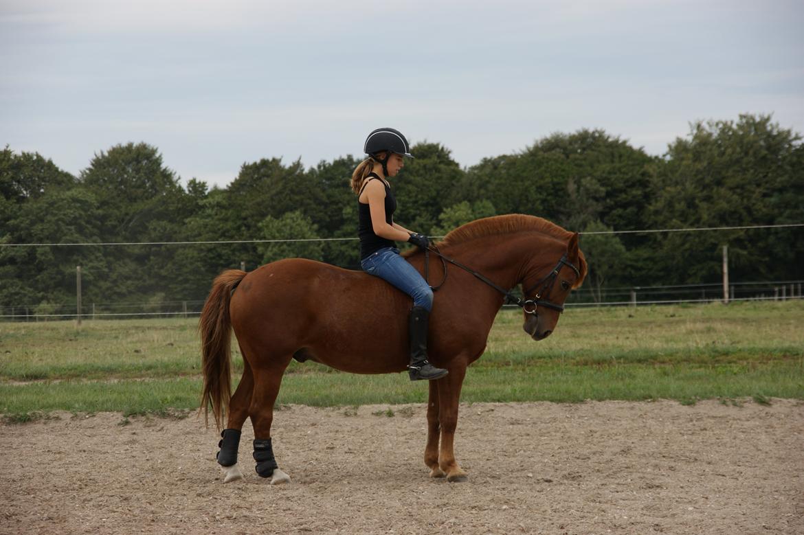 Anden særlig race Fighter *Nu søster´s Pony*<3 - Fighter og jeg uden sadel <3 <3 Han er altså ikke blevet redet længe <3 <3  billede 14