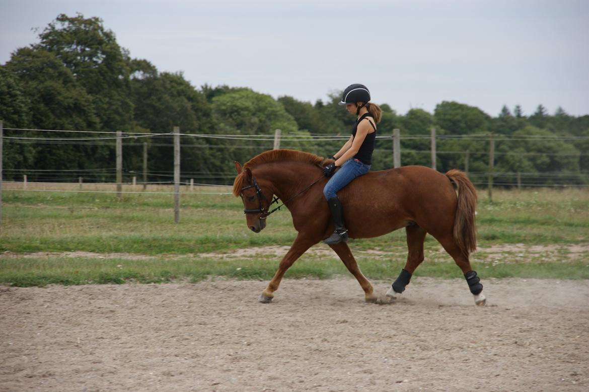 Anden særlig race Fighter *Nu søster´s Pony*<3 - Fighter og jeg uden sadel <3 <3 Han er altså ikke blevet redet længe <3 <3  billede 17