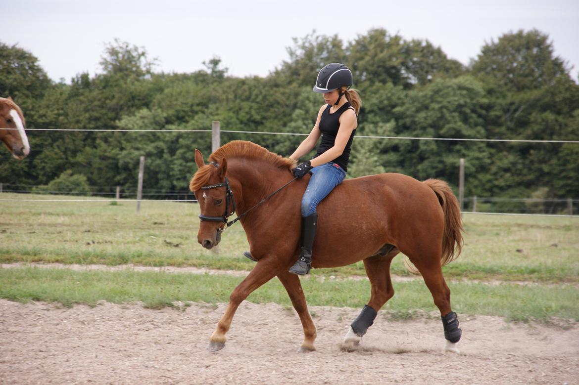 Anden særlig race Fighter *Nu søster´s Pony*<3 - Fighter og jeg uden sadel <3 <3 Han er altså ikke blevet redet længe <3 <3  billede 18