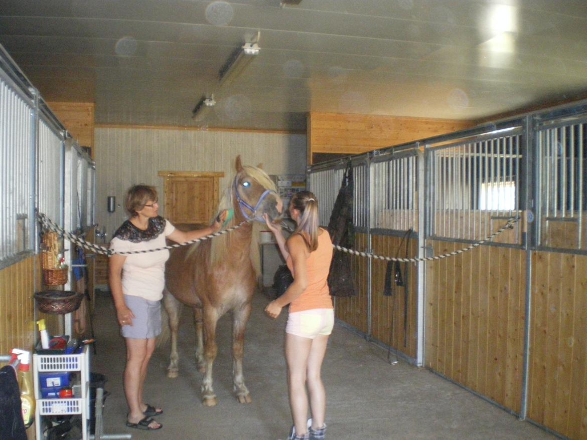 Haflinger Stokkemarkes Asti <3SOLGT - min gammle familie er kommet og besøge mig <3 billede 19