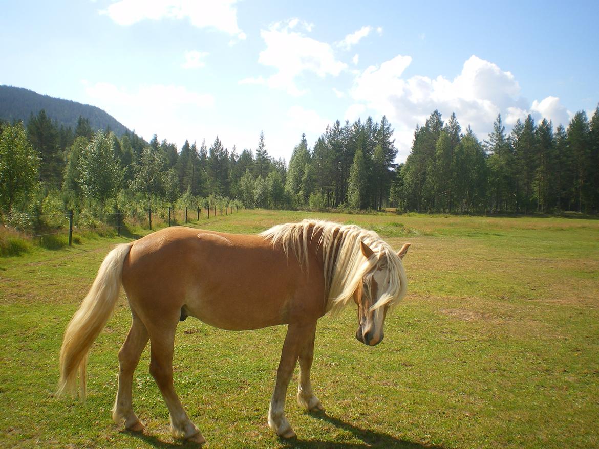 Haflinger Stokkemarkes Asti <3SOLGT billede 20