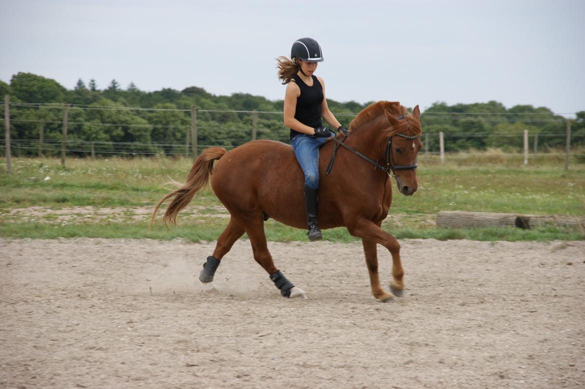 Anden særlig race Fighter *Nu søster´s Pony*<3 - Fighter og jeg uden sadel <3 <3 Han er altså ikke blevet redet længe <3 <3  billede 19