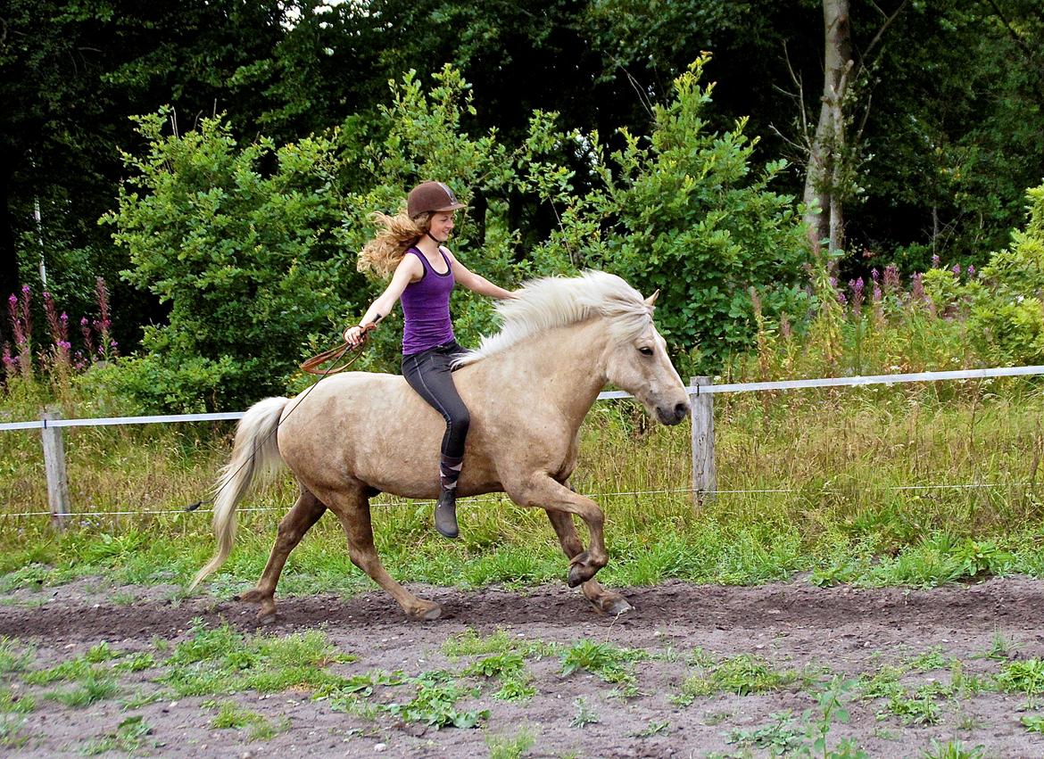 Islænder Lysingur fra Nr. Tang - I don't care I love it billede 14