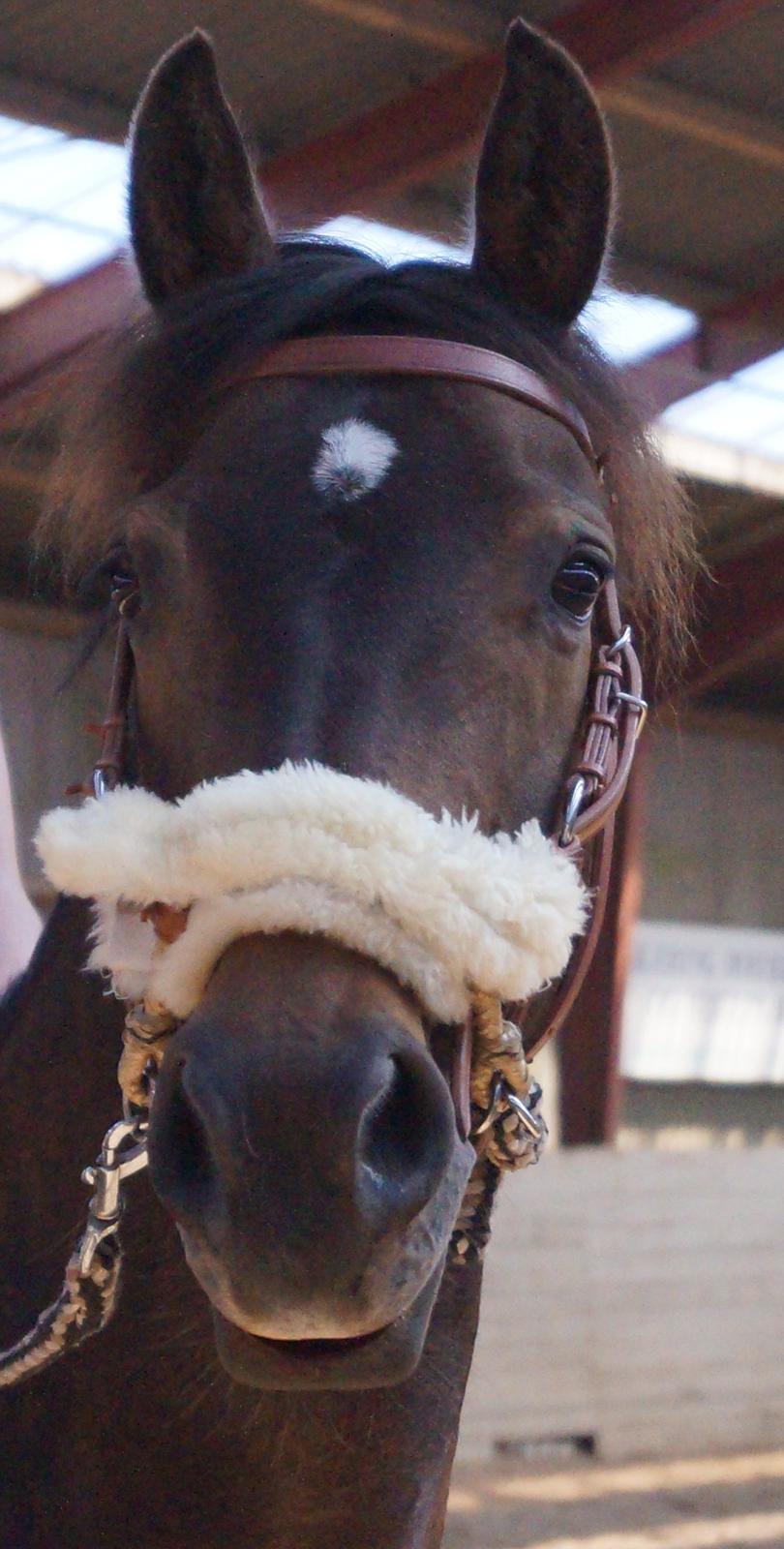 Anden særlig race Andriano billede 12