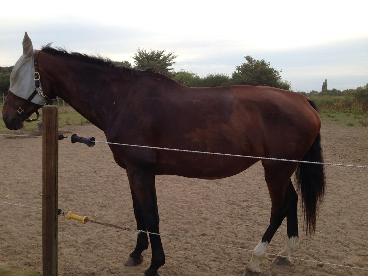 Oldenborg Fie billede 4