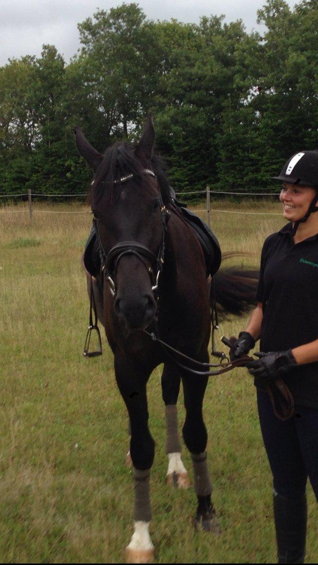 Anden særlig race Colardo billede 23