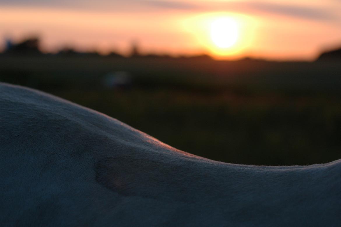 Fjordhest Mølbys Appollon<3 - Solnedgang<3 billede 7