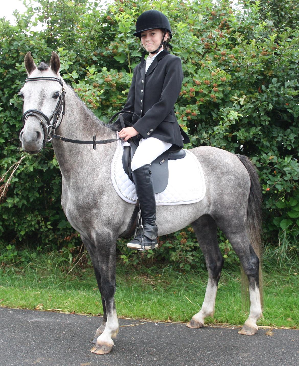 Welsh Pony (sec B) Romeo - SOLGT billede 1