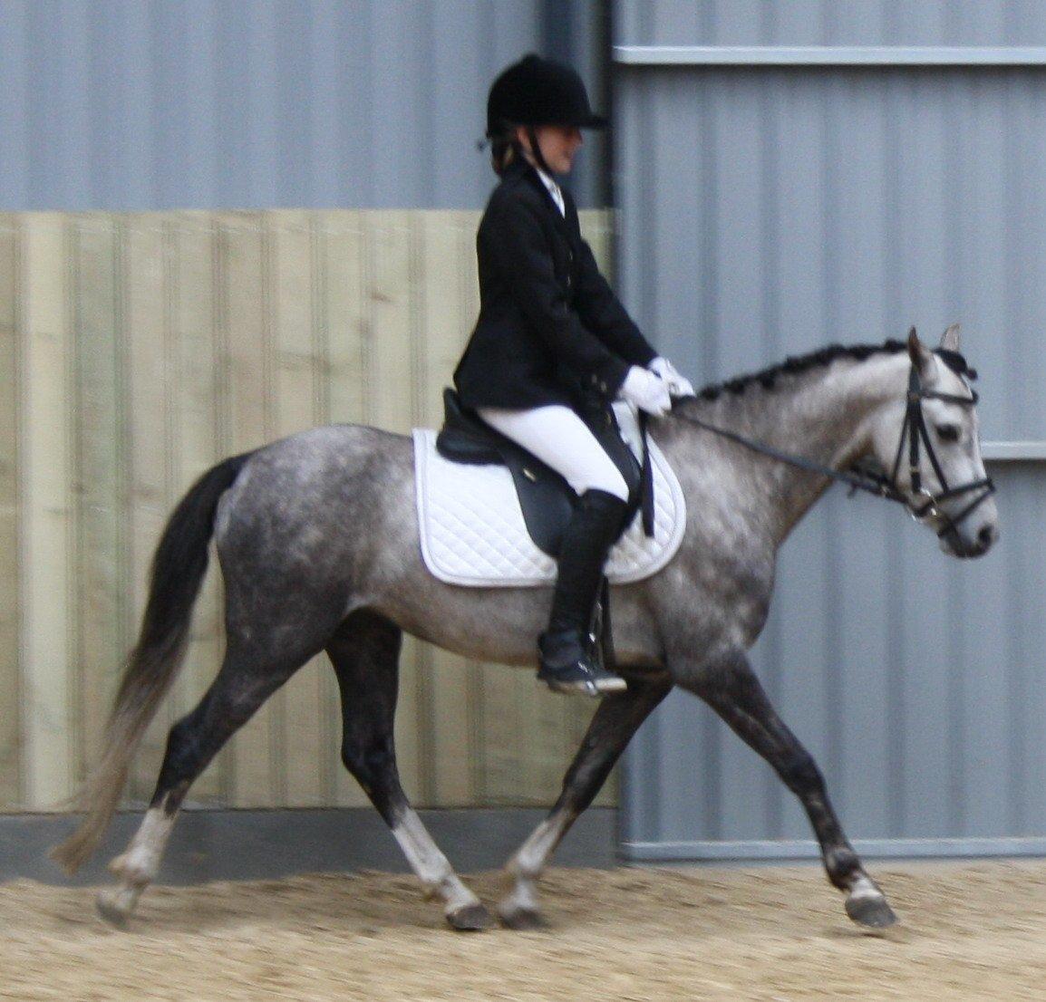 Welsh Pony (sec B) Romeo - SOLGT billede 21