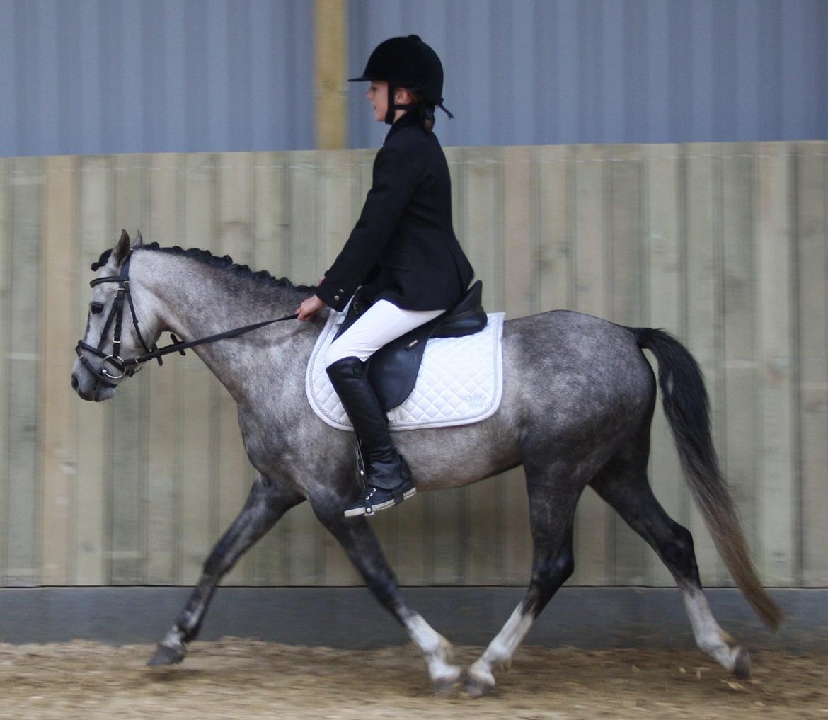 Welsh Pony (sec B) Romeo - SOLGT billede 22