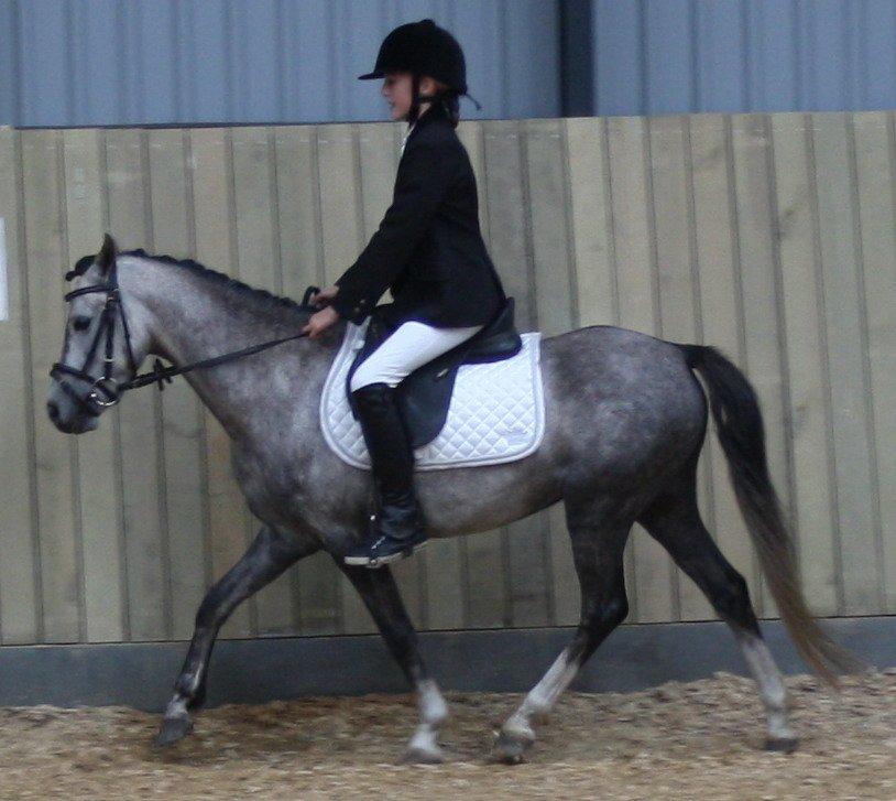 Welsh Pony (sec B) Romeo - SOLGT billede 23
