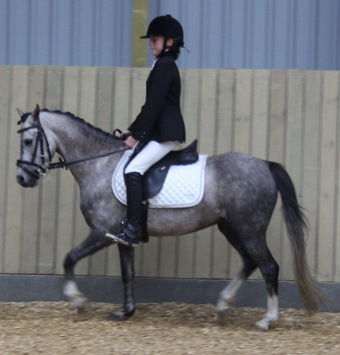 Welsh Pony (sec B) Romeo - SOLGT billede 24