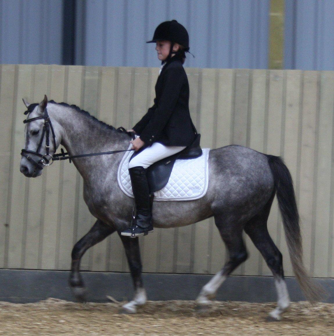 Welsh Pony (sec B) Romeo - SOLGT billede 25