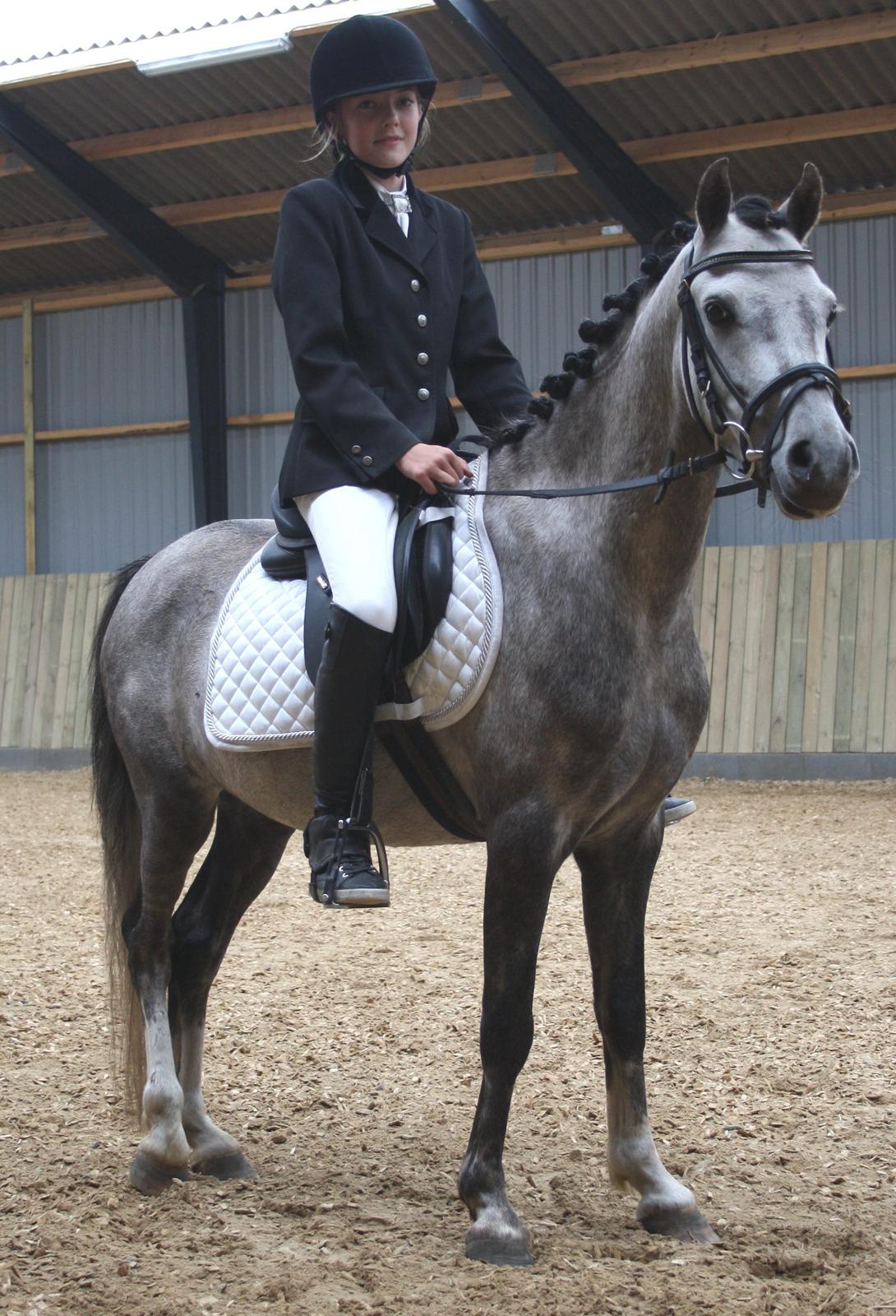 Welsh Pony (sec B) Romeo - SOLGT billede 26