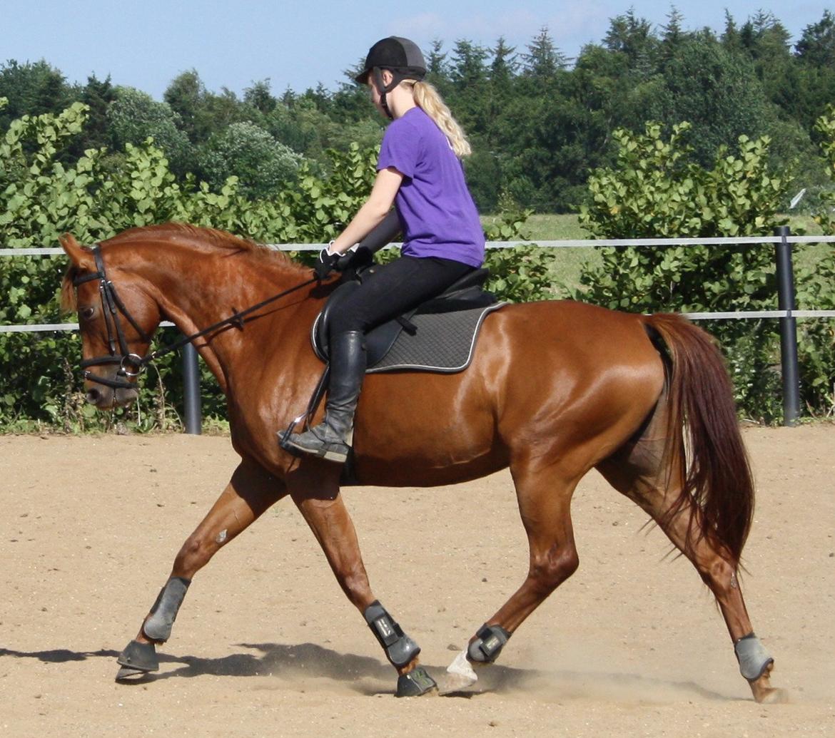 Dansk Varmblod Zelina Z billede 22