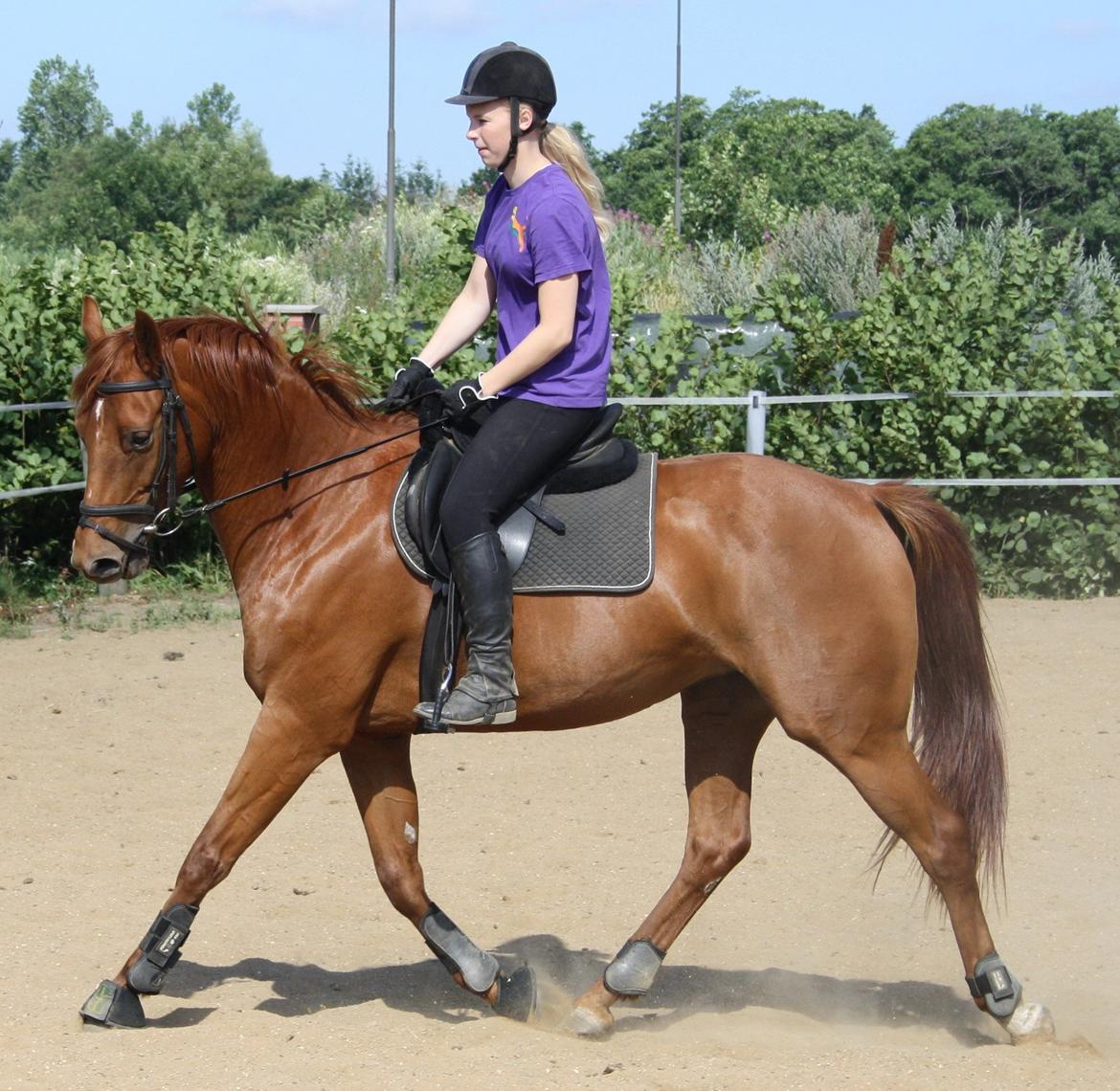 Dansk Varmblod Zelina Z billede 1
