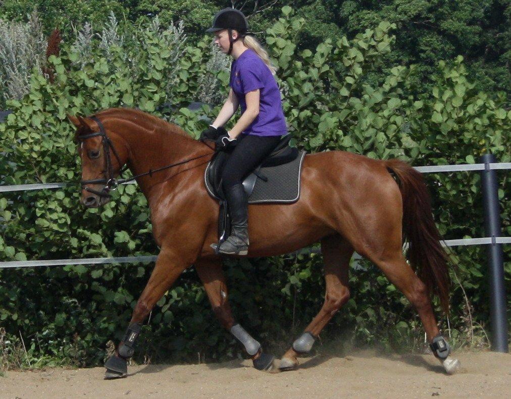 Dansk Varmblod Zelina Z billede 23