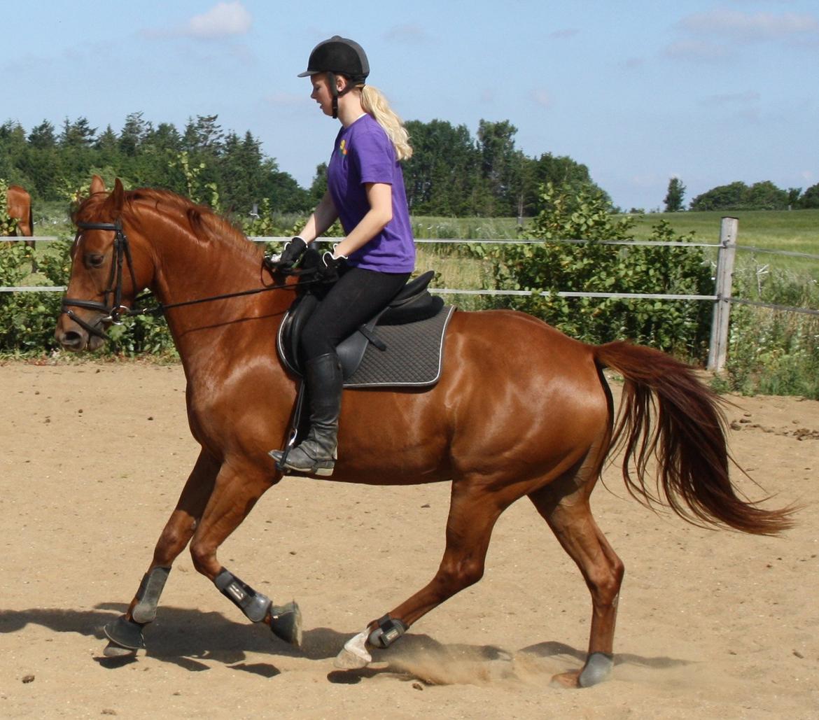Dansk Varmblod Zelina Z billede 24